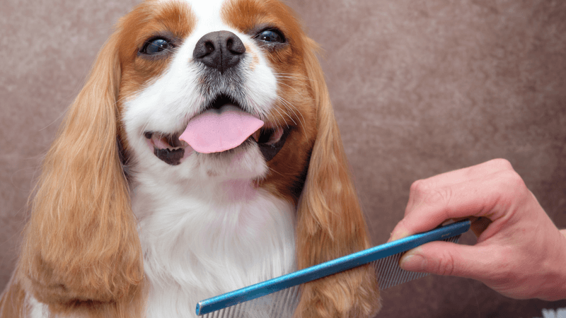 Infrequent Brushing