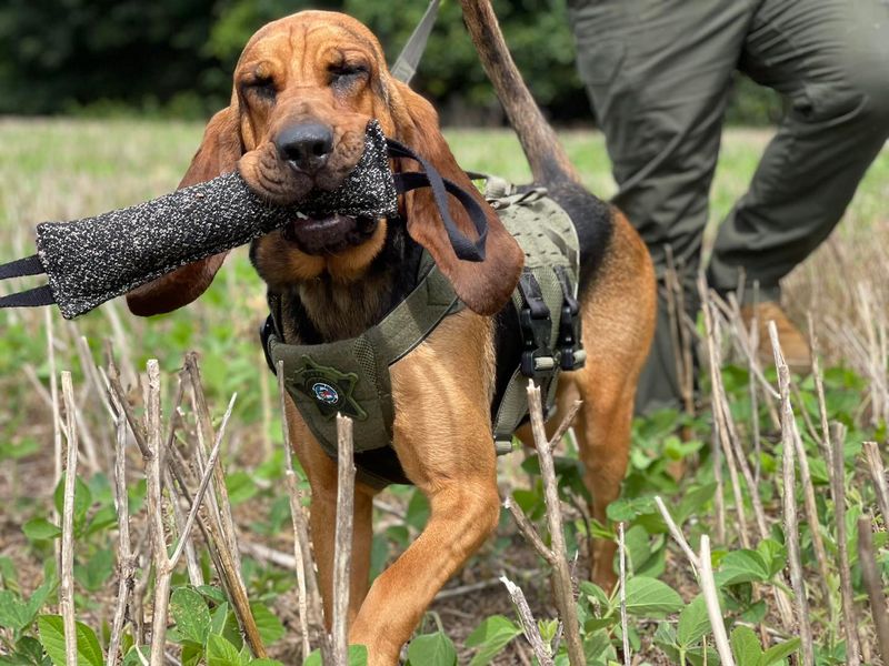 Bloodhound