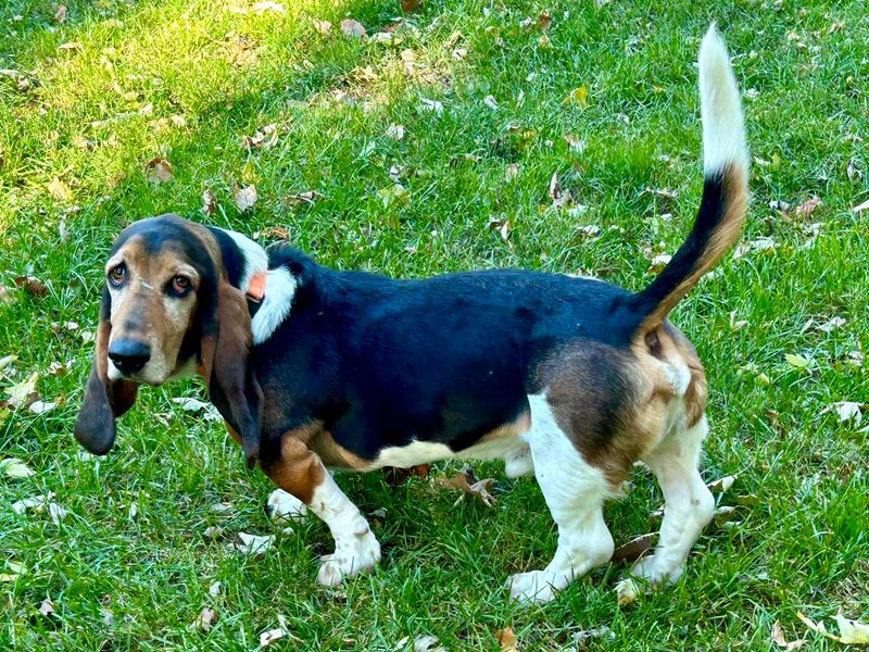 Basset Hound