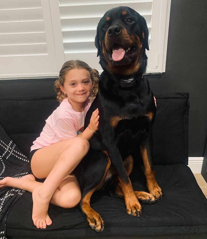 Rottweiler