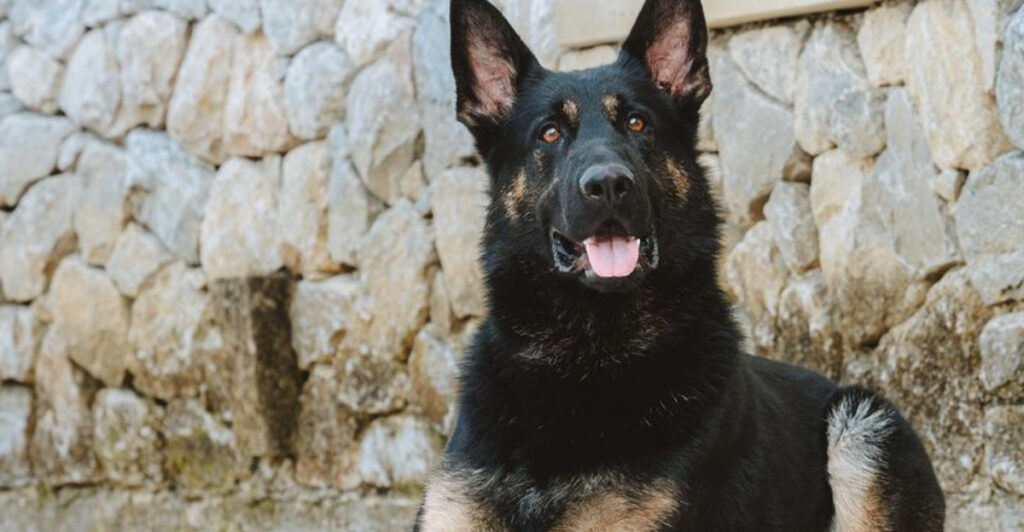 10 Protective Dog Breeds Known For Their Fierce Devotion To Owners ...