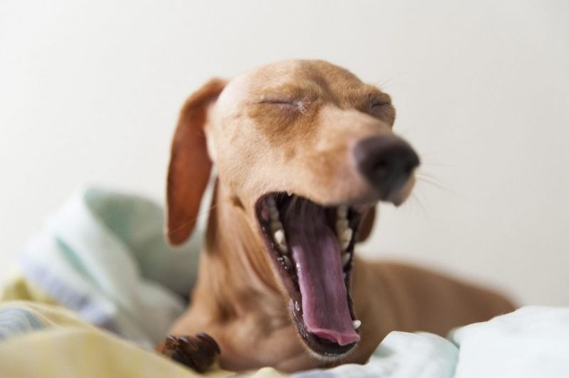 Frequent Yawning