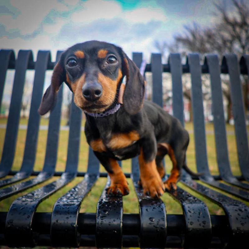Dachshund