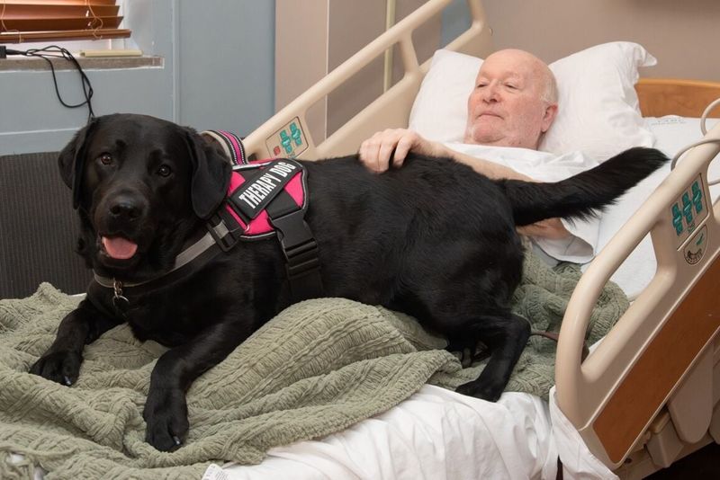 Therapy Dogs in VA Hospitals