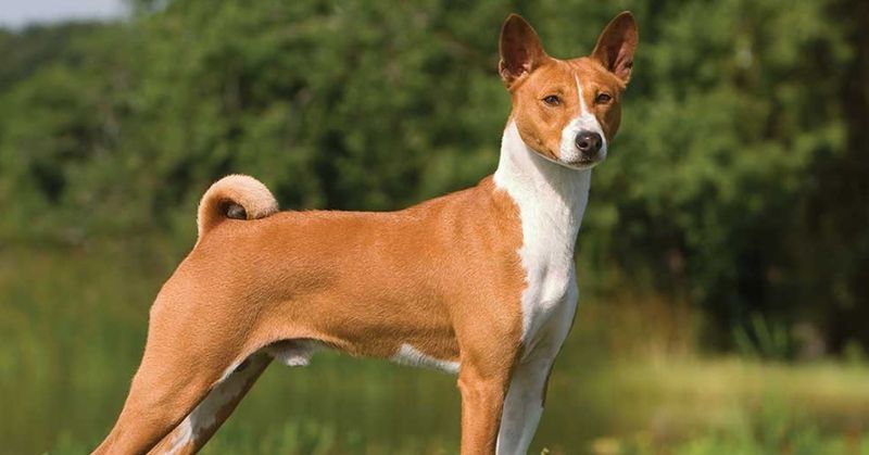Basenji