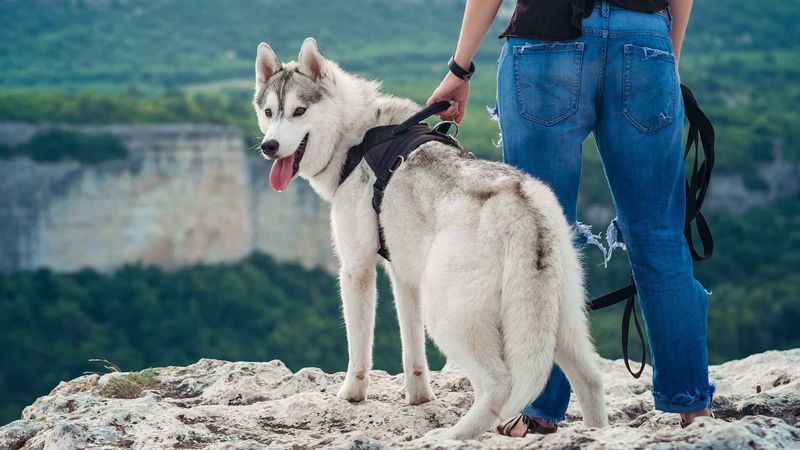 11. Adventure Companions