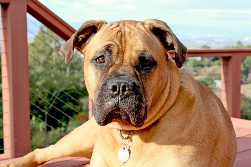11. Bullmastiff
