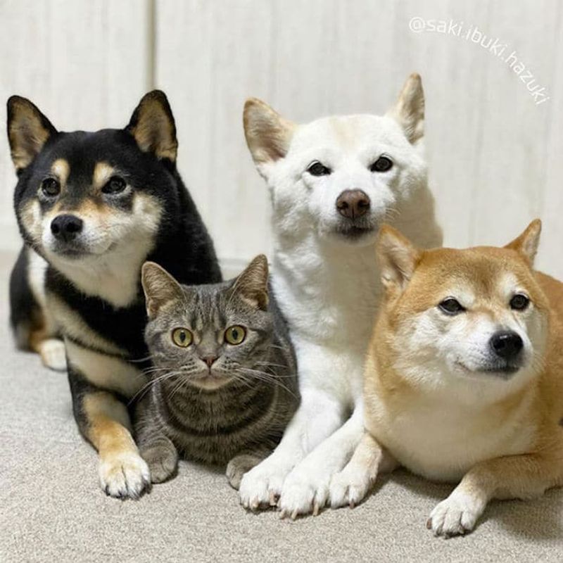 Shiba Inu