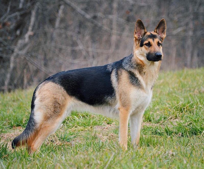 German Shepherd