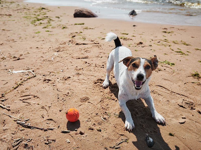 Happy Tail Wagging
