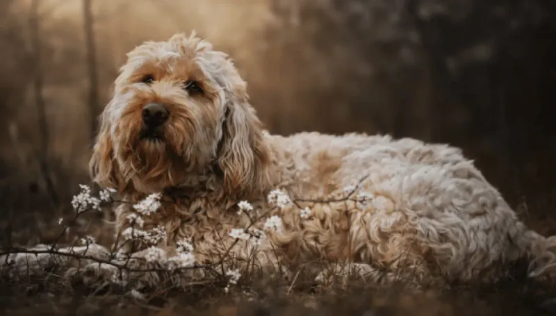 Otterhound
