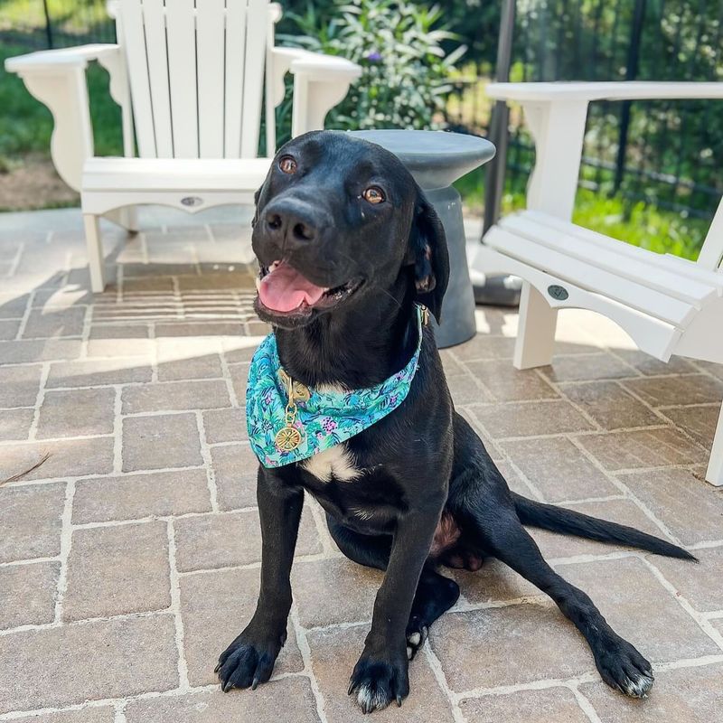 Labrador Retriever