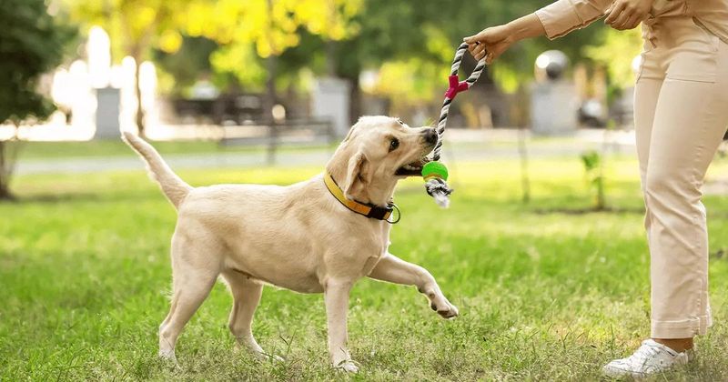 Labrador Retriever