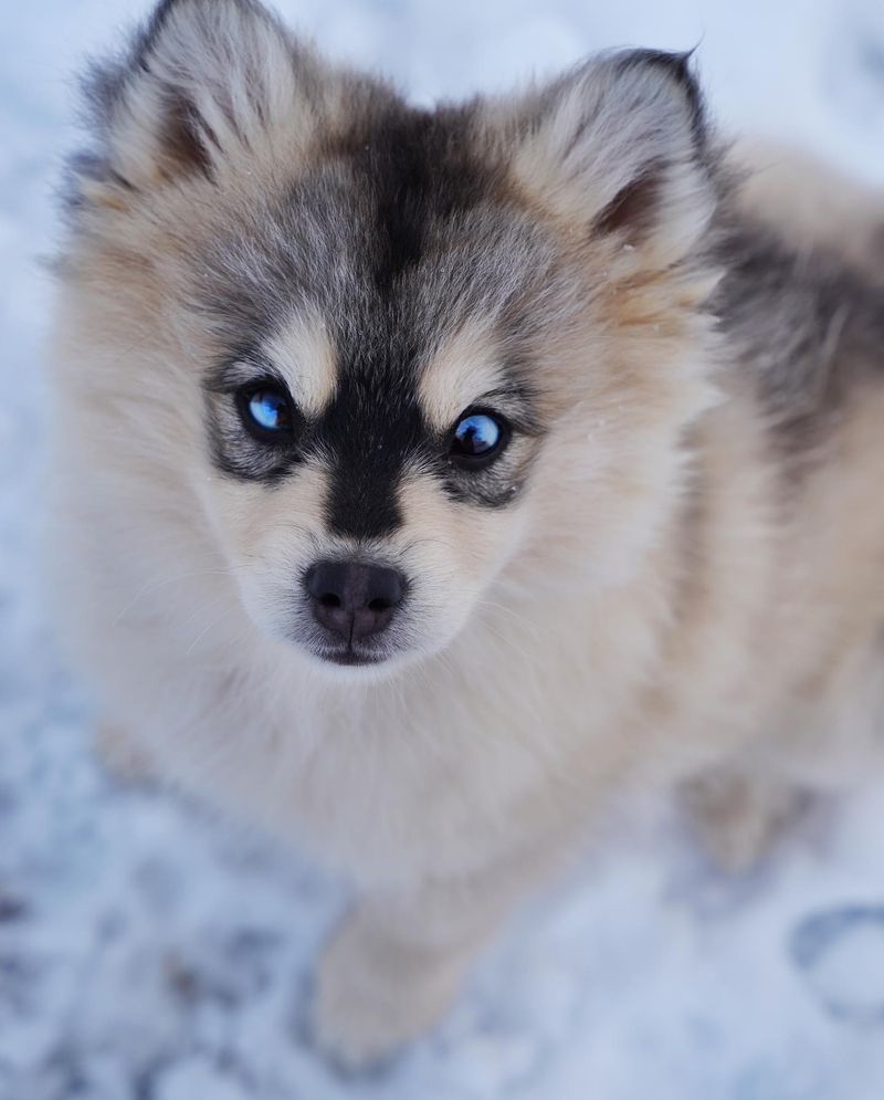 Pomsky