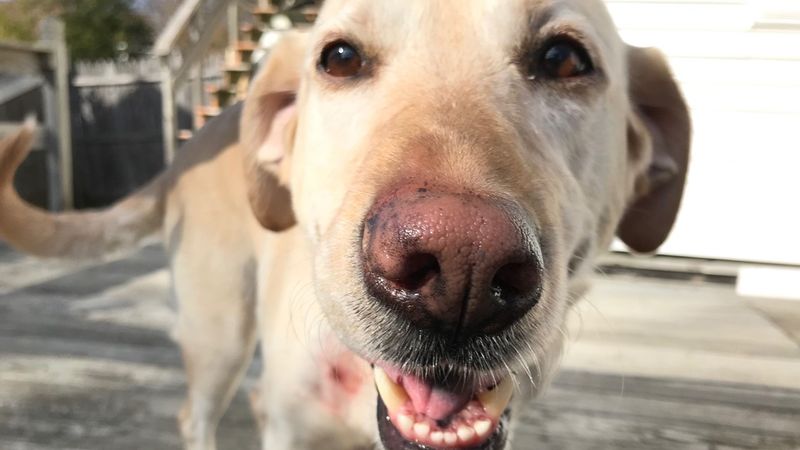 The Lifeguard Labrador
