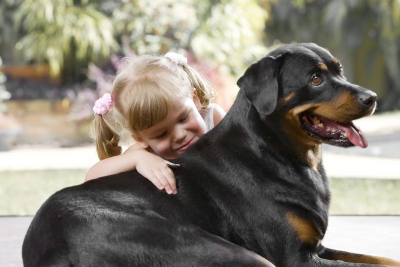 12. Rottweiler