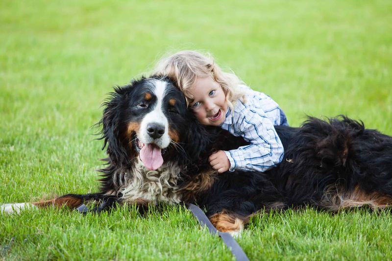 2. Bernese Mountain Dog
