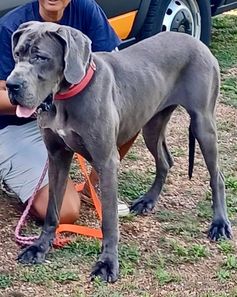 Great Dane