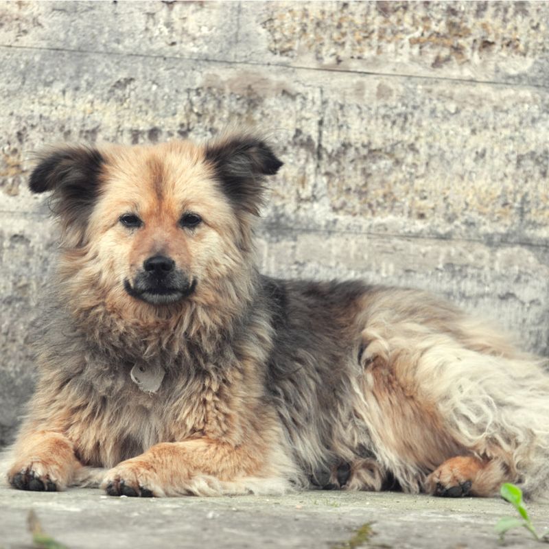 Dull Coat with Excess Shedding