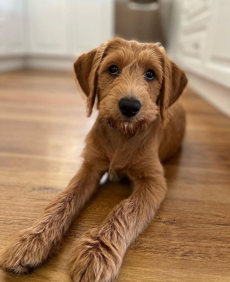 Labradoodle