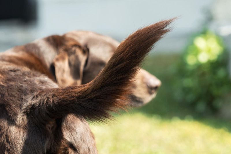 Tail Wagging