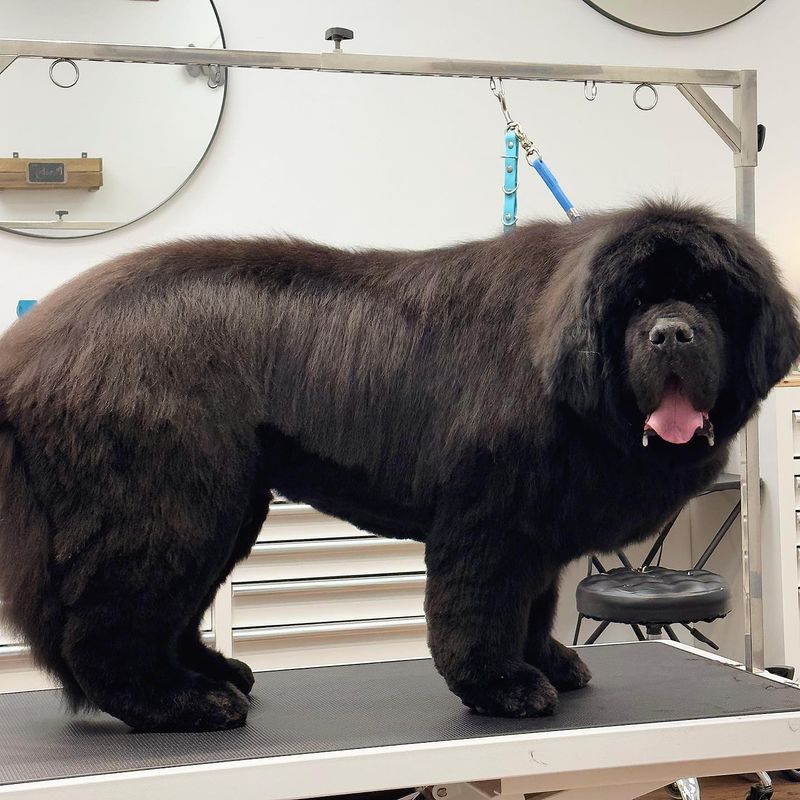 Newfoundland