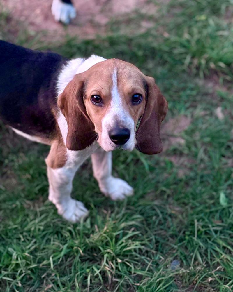 The Versatile Beagle