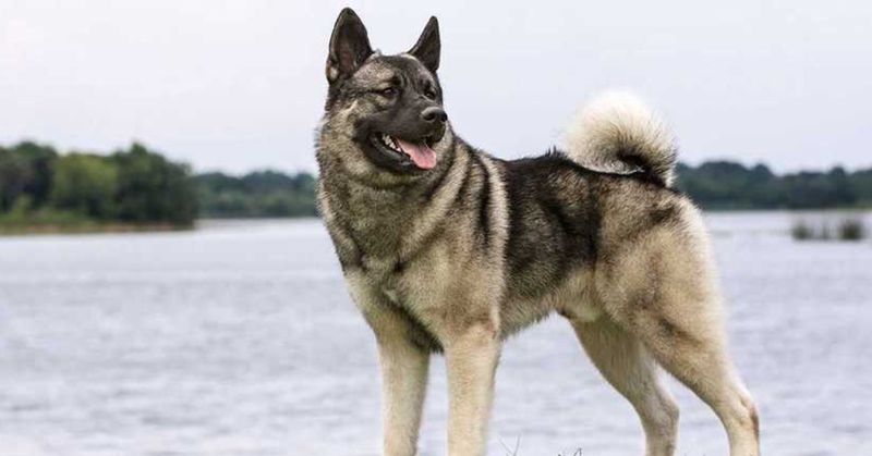 Norwegian Elkhound