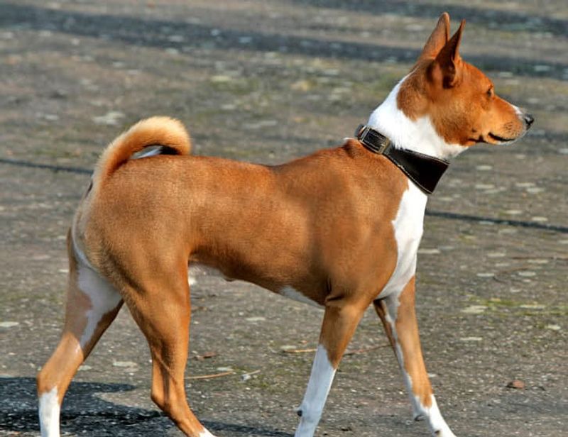 Basenji