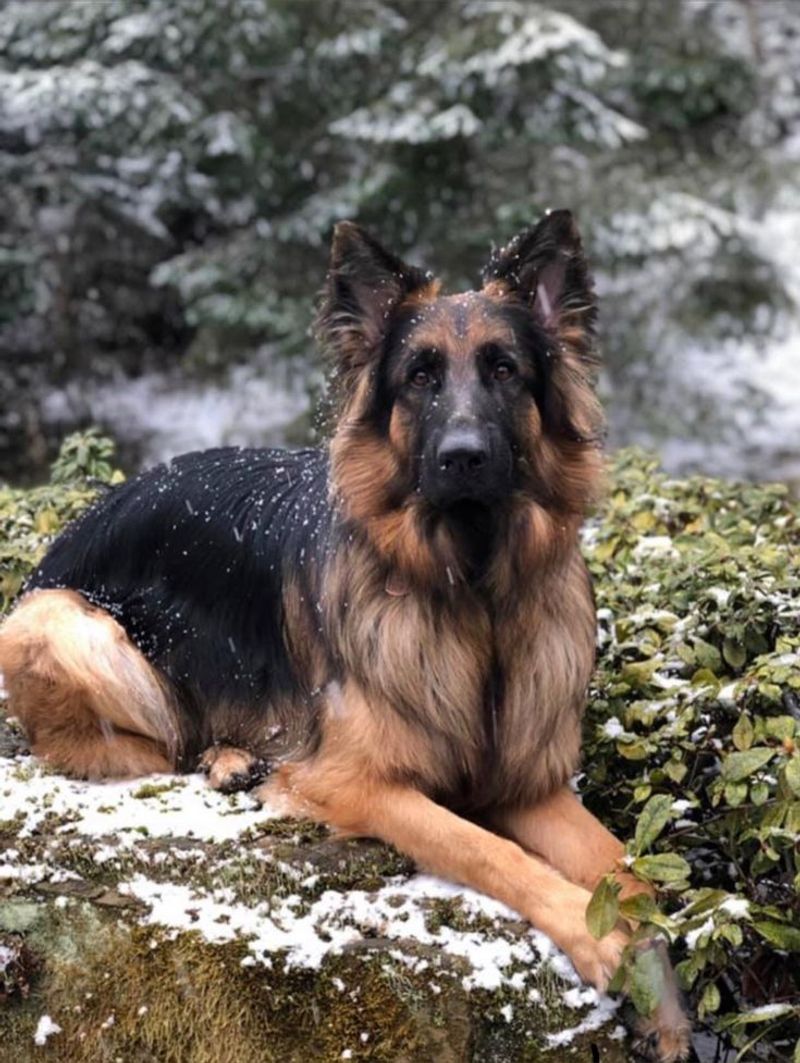 German Shepherd