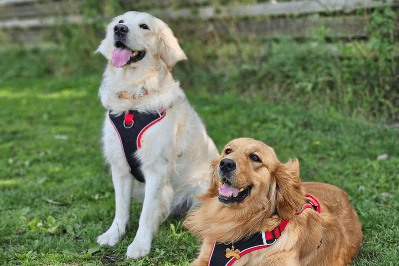 Golden Retriever