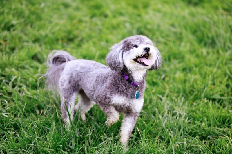 The Schnoodlepoo