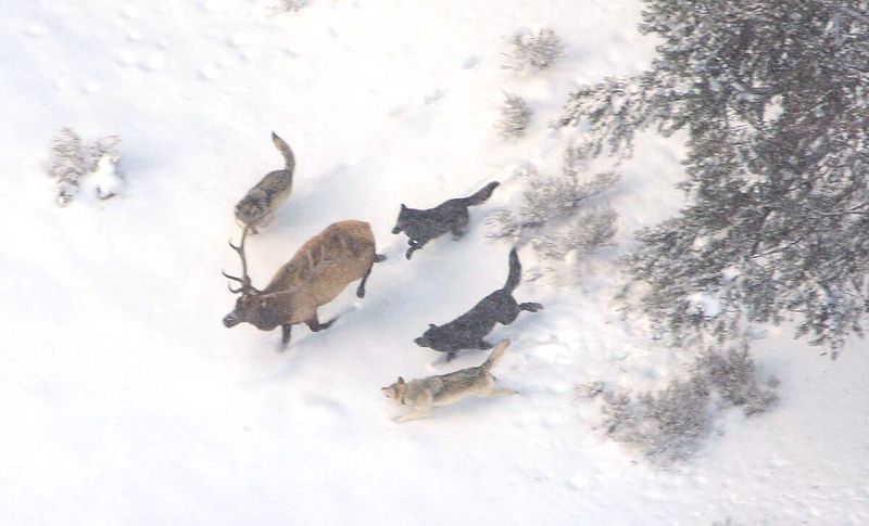 Hunting in Packs