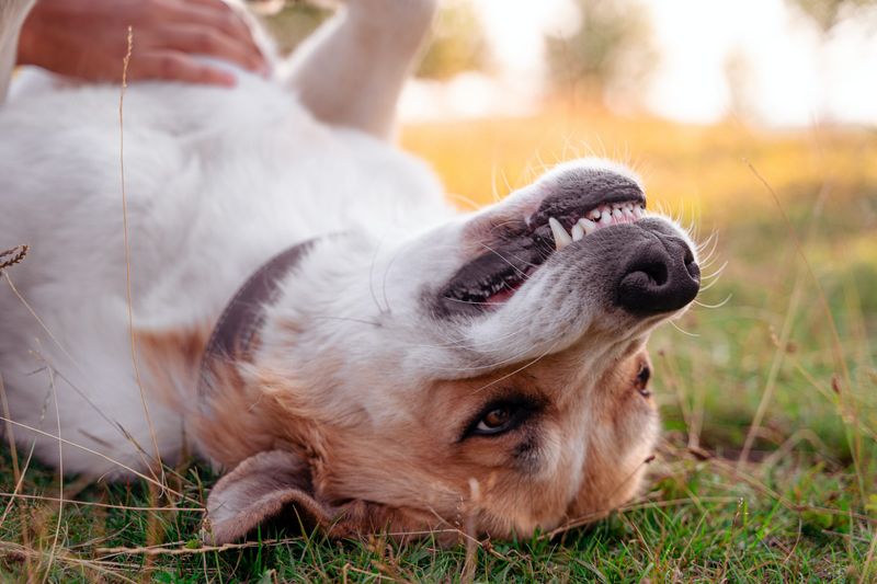 Belly Rubs
