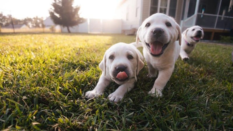 Breeder's Reputation