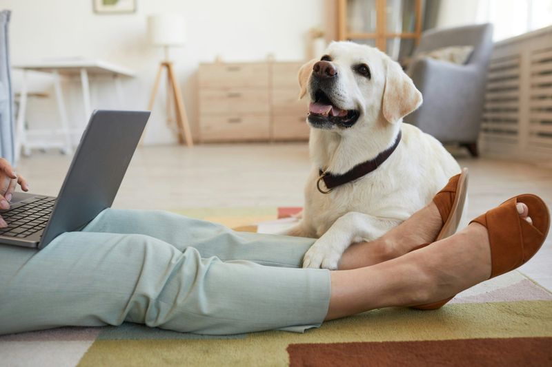 Faithful Companionship