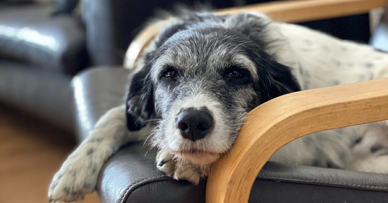 A Sudden Whiff of Fur