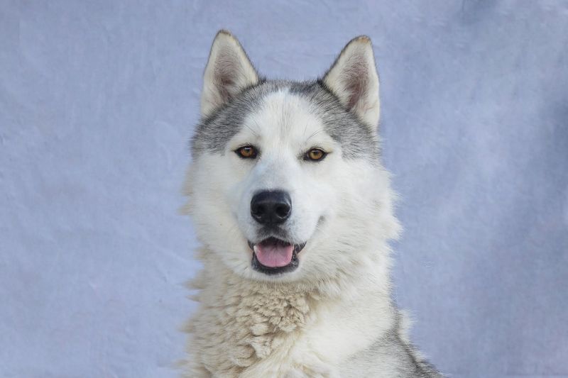 Siberian Husky