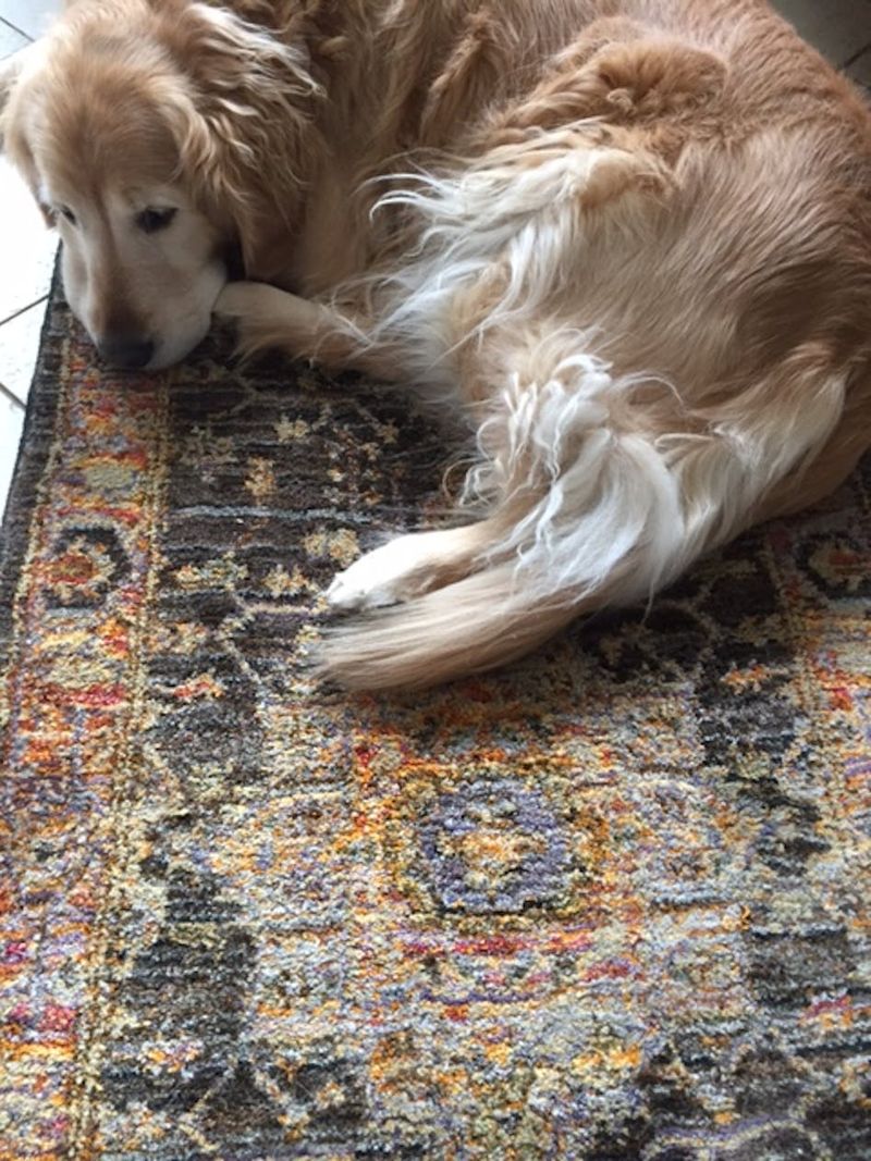 Max the Golden Retriever