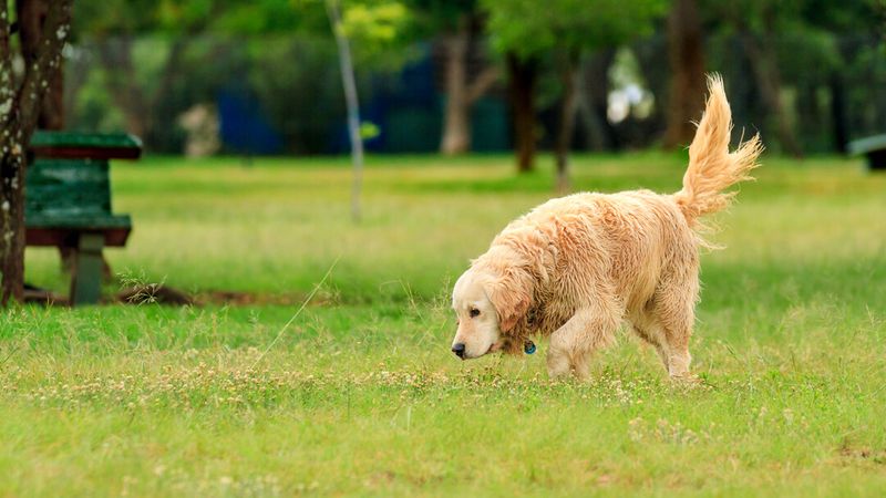 Wagging Tail