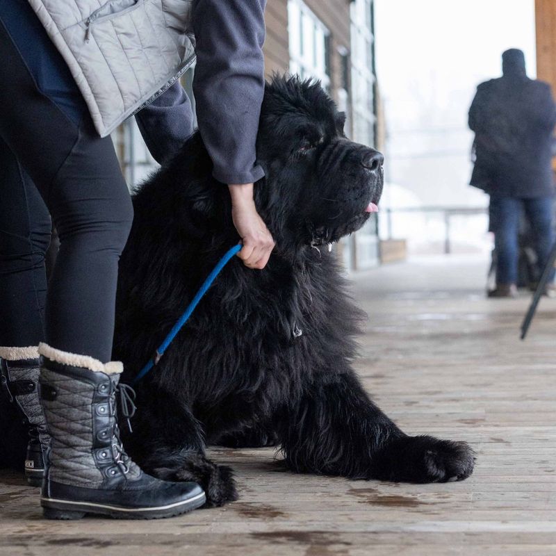 Newfoundland