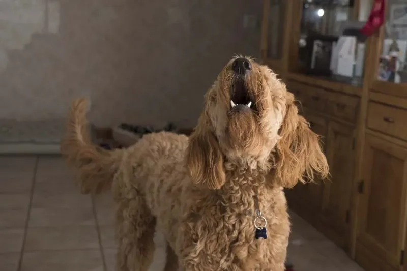 Excessive Barking