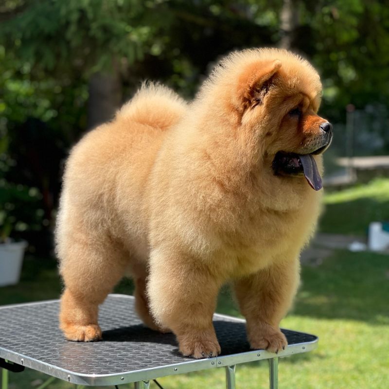 Chow Chow