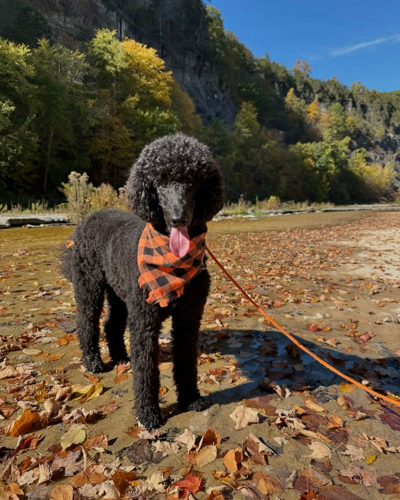 Poodle