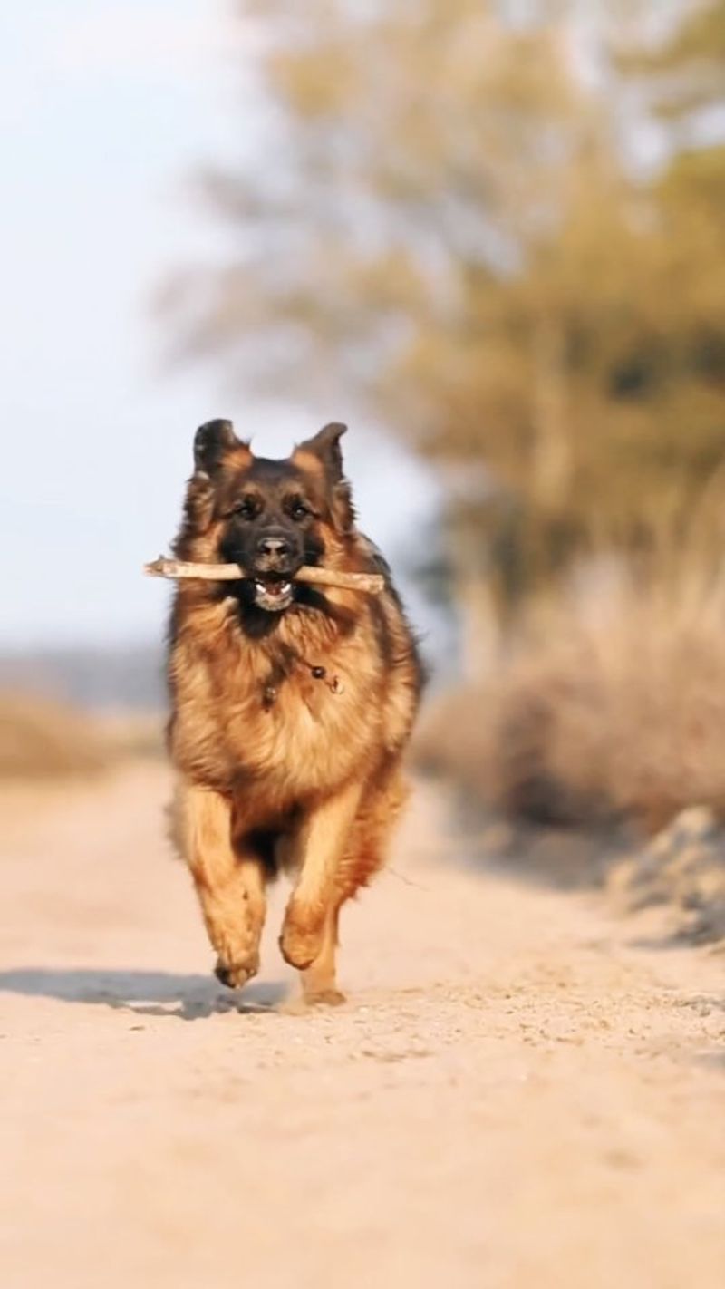 German Shepherd