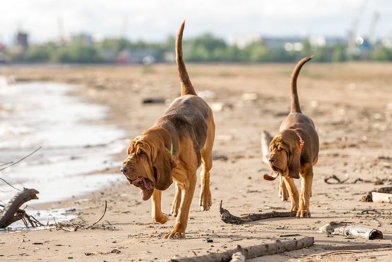 Bloodhound