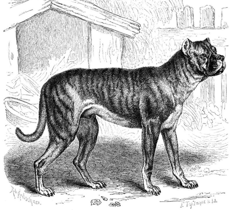 Alpine Mastiff