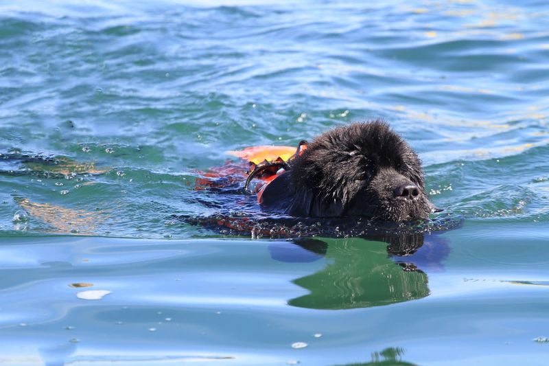 Newfoundland
