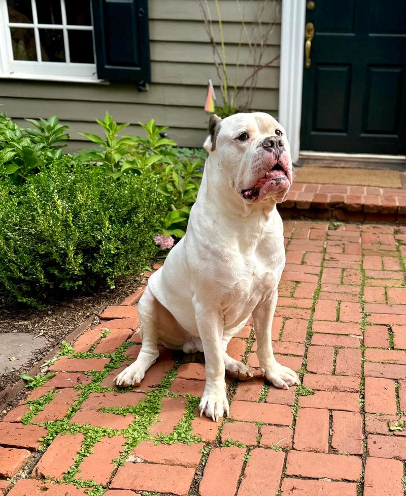 American Bulldog