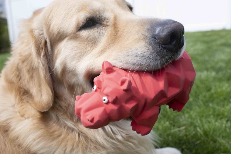 Squeaky Toys